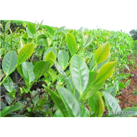 新疆『黄金茶』树苗种植技术 