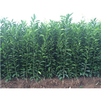 供应天津各区“脆红李树苗”种植技术 