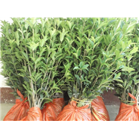 河南全省〖桂花树树苗〗多少钱 