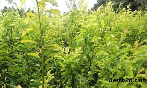 供应江苏各市“脆红李苗”种植指导 