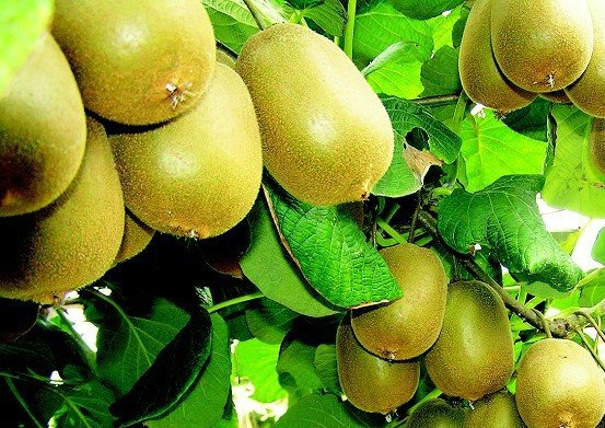 广西市县区【猕猴桃】苗种植指导 