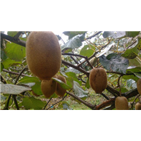 广东市县区【猕猴桃】树苗种植技术 