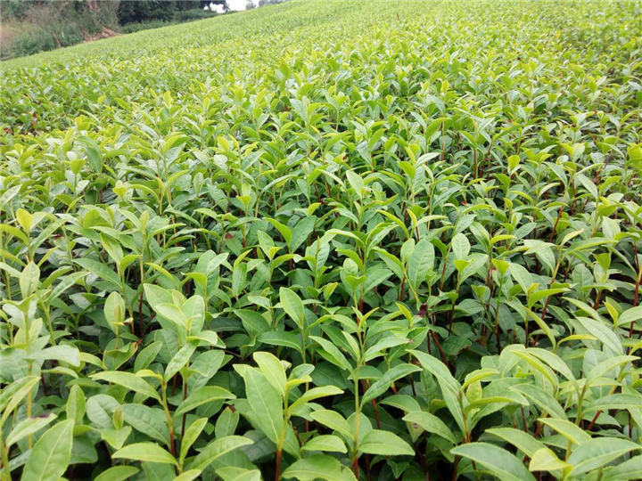 陕西老鹰茶苗【四川老鹰茶苗基地】