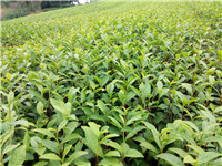 陕西老鹰茶苗@陕西老鹰茶苗种植基地@陕西老鹰茶苗批发 