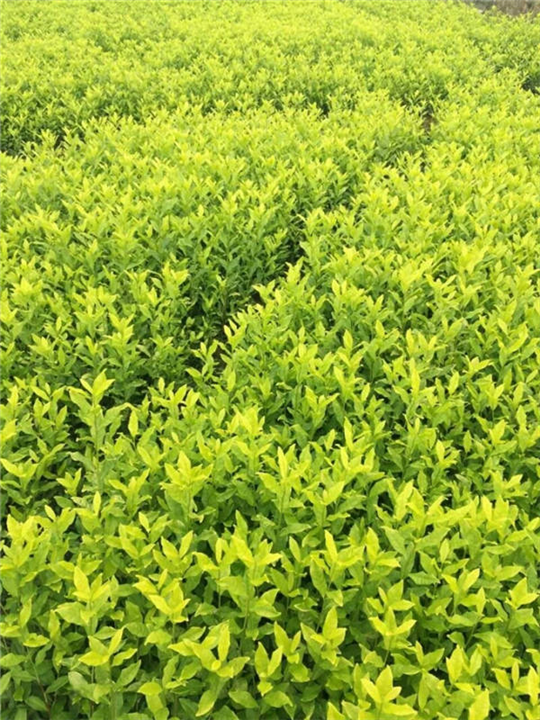 陕西老鹰茶苗种植基地-陕西老鹰茶苗多少钱一棵 