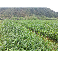陕西老鹰茶苗@陕西老鹰茶苗价格@陕西老鹰茶苗厂家 