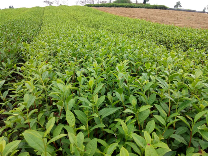 四川【保靖黄金茶】种植基地@保靖黄金茶