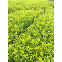 湖南老鹰茶苗直销@湖南老鹰茶苗怎么种@湖南老鹰茶苗优惠 