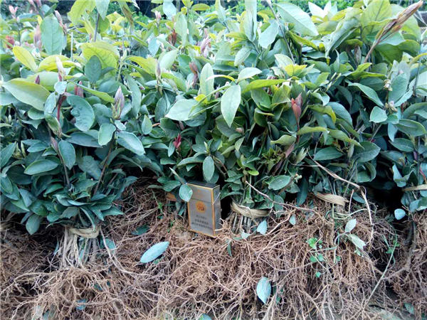 雅安老鹰茶价格-雅安老鹰茶报价-雅安老鹰茶 