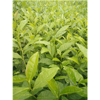 福鼎大白茶苗种植基地-福鼎大白茶苗供应 