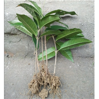 湖南市县区【桂花树】苗种植技术 