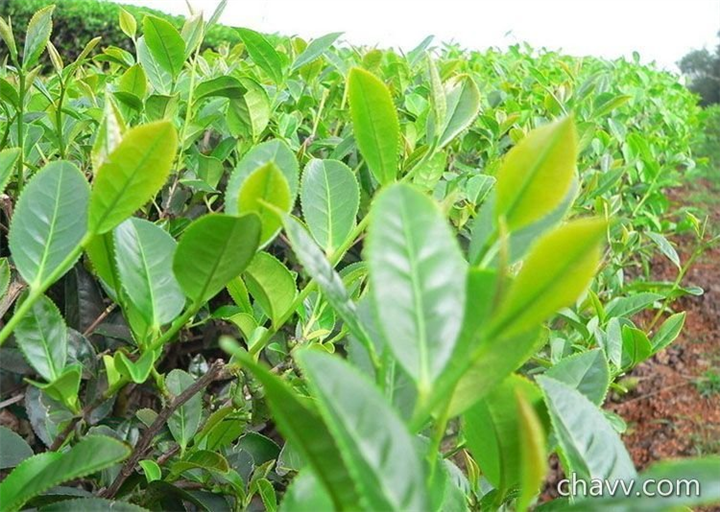 江苏全省〖黄金茶苗〗种植条件 