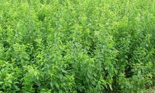 浙江全省〖脆红李苗木〗种植条件 