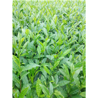 重庆保靖黄金茶苗@重庆保靖黄金茶苗价格@重庆保靖黄金茶苗批发 