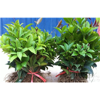 供应浙江各市“桂花树苗木”种植指导 