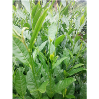 四川龙井43茶苗贵不贵-四川龙井43茶苗种植基地 