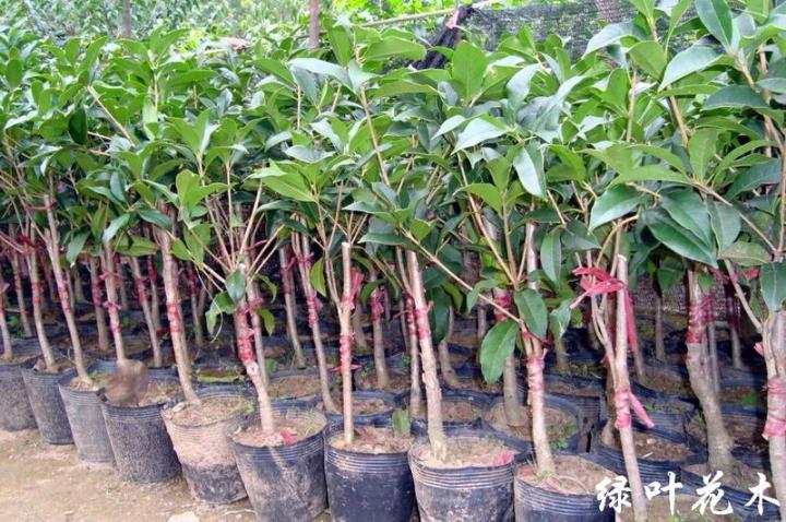 重庆全市〖桂花树树苗〗成活率 