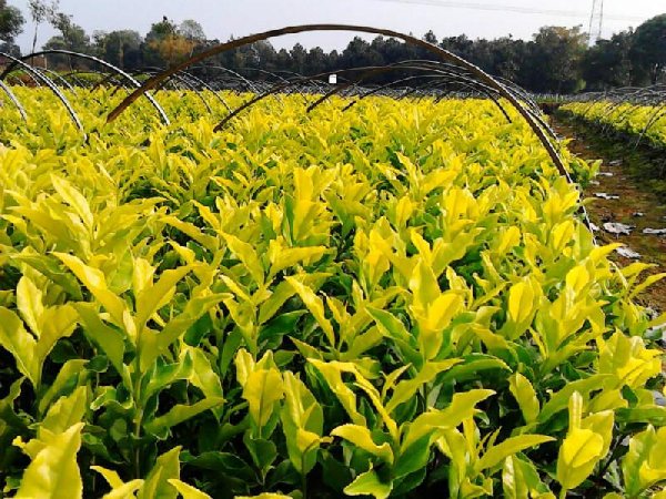 供应黑龙江各市“黄金茶苗木”种植指导 