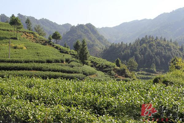 广西『黄金茶』苗木批发供应 