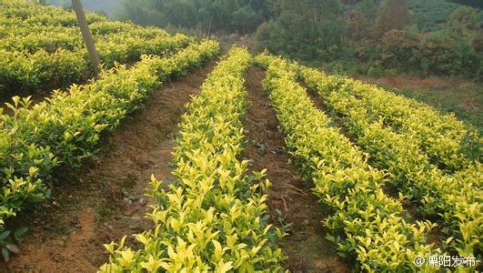供应甘肃各市“黄金茶树苗”种植条件 