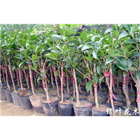 重庆全市〖桂花树树苗〗成活率 