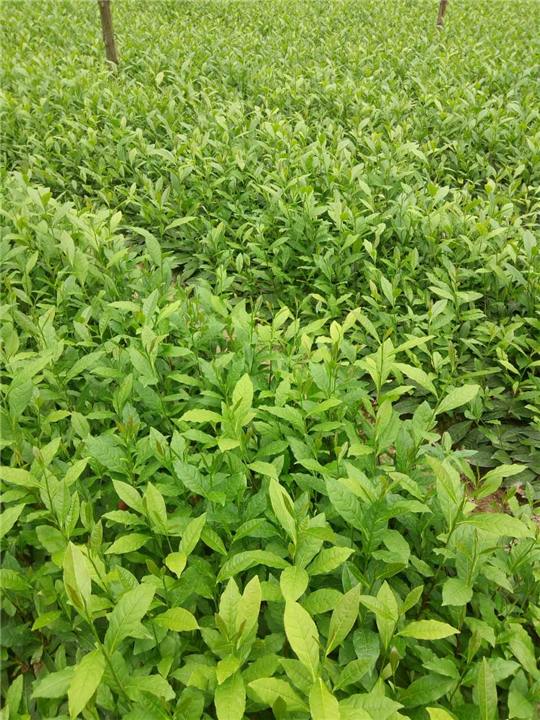 四川雅安苗木@保靖黄金茶种植基地
