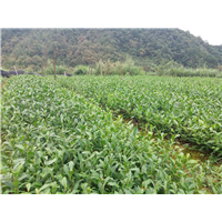湖南老鹰茶苗好不好种活-湖南老鹰茶苗种植基地 