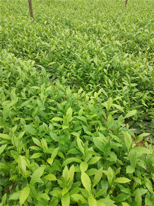 湖南老鹰茶哪家好-湖南老鹰茶在哪里有卖 