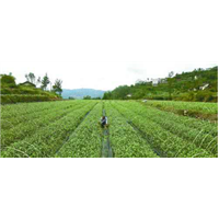 福建茶苗@福建茶苗种植基地@福建茶苗价格 