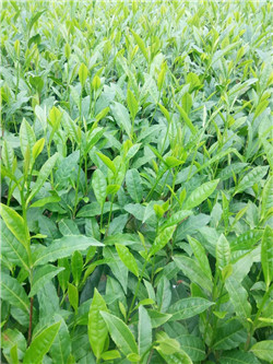 重庆保靖黄金茶苗@重庆保靖黄金茶苗价格@重庆保靖黄金茶苗批发 