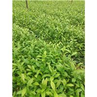 陕西良种老鹰茶苗@陕西老鹰茶苗种植批发 