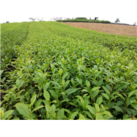 云南老鹰茶苗#陕西老鹰茶苗#湖北老鹰茶苗 