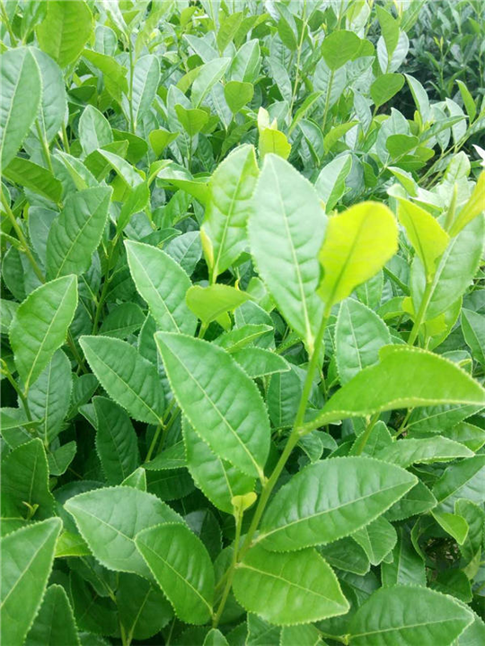 湖南保靖黄金茶价钱-湖南保靖黄金茶价格多少 