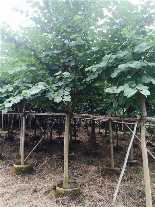 贵州老鹰茶种植基地-贵州老鹰茶批发 