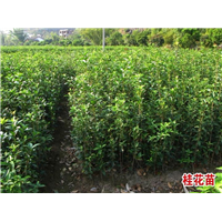 青海市县区【桂花树】苗种植指导 