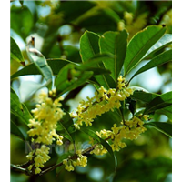 桂花树 