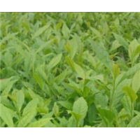 雅安老鹰茶苗种植方法@老鹰茶苗种植步骤@雅安老鹰茶苗 