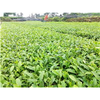 陕西哪里有白茶苗-陕西白茶苗种植基地 