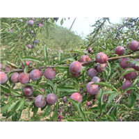 甘肃市县区【脆红李】树苗种植指导 