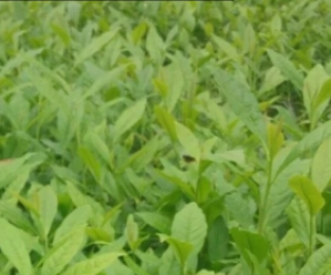 云南老鹰茶苗@陕西老鹰茶苗@湖北老鹰茶苗种植基地 