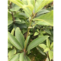 湖北老鹰茶苗@湖北老鹰茶苗种植基地@湖北老鹰茶苗批发 