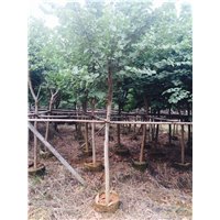 湖北蒙山九号茶苗多少钱-湖北蒙山九号茶苗价格多少 