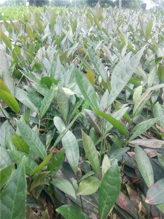 湘西黄金茶多少钱-湘西黄金茶价格多少 