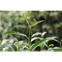 黄金茶苗批发电话 /黄金茶苗 