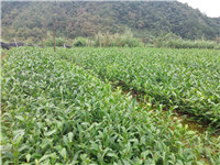 陕西老鹰茶苗公司@陕西老鹰茶苗场地#陕西老鹰茶苗场地 
