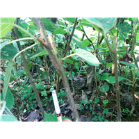 河南龙井43茶苗哪家好-河南龙井43茶苗价格 