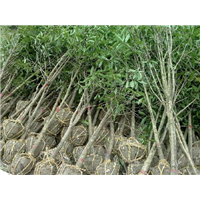 山西市县区【桂花树】树苗**报价 