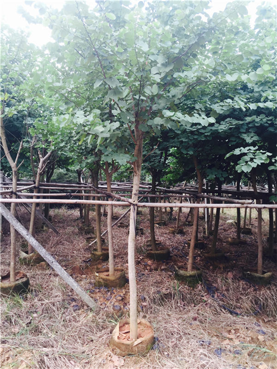 湖北蒙山九号茶苗多少钱-湖北蒙山九号茶苗价格多少 