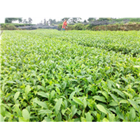贵州福鼎大白茶苗@贵州福鼎大白茶苗种植基地 