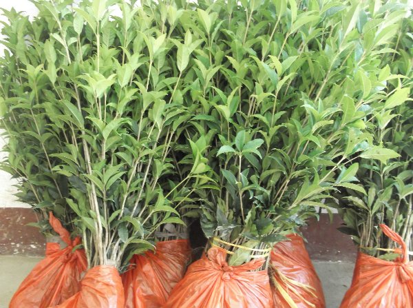 供应辽宁各市“桂花树树苗”批发价 